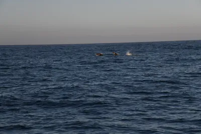 DSC_6596 (Large).JPG